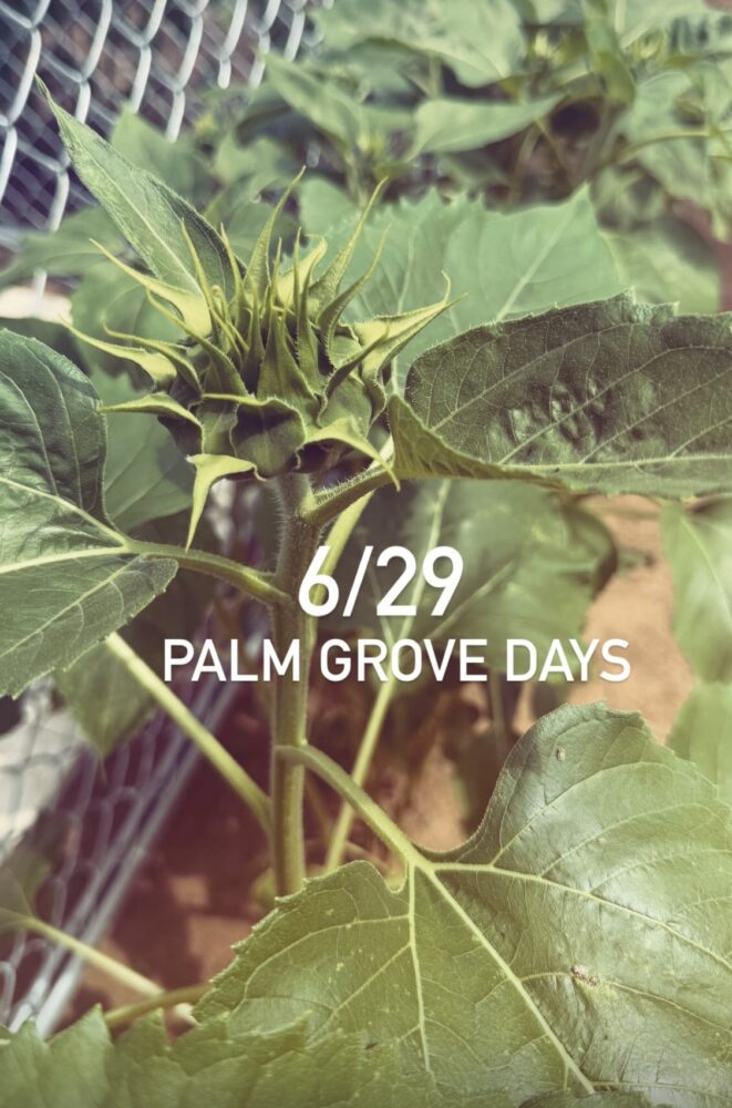 6/29