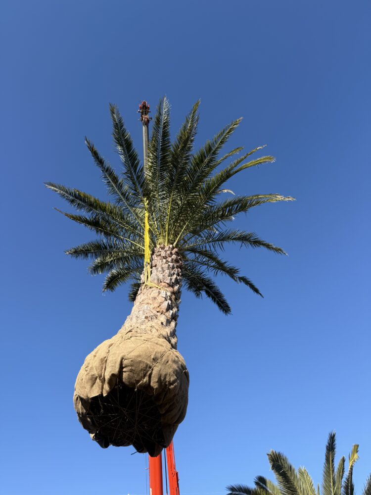 掘ってました。