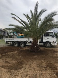 茨城県境町内 カナリーヤシ植栽