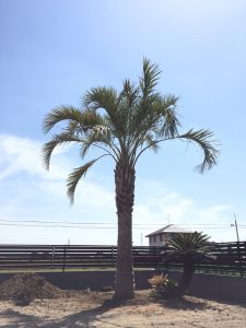 太田市内 ココスヤシ・ソテツ植栽