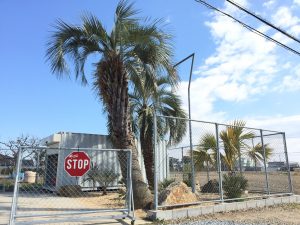 松伏町内 ココスヤシ植栽