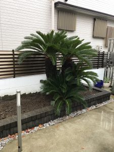 深谷市内 ソテツ植栽