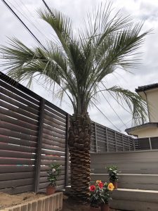 さいたま市内 ココスヤシ・ソテツ植栽