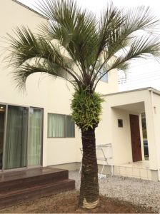 群馬県ココスヤシ植栽