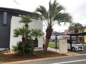 佐野市内　ココスヤシ・チャメロップス植栽