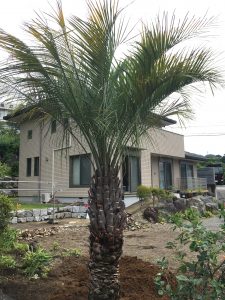 山梨県内　ココスヤシ植栽