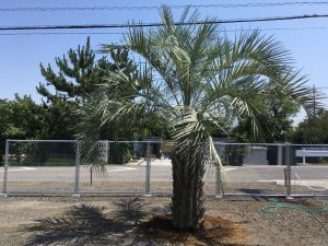 川越市内　ココスヤシ植栽