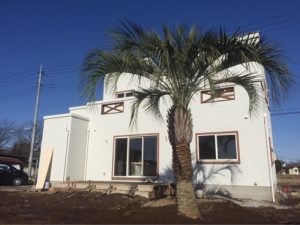 群馬県高崎市内ココスヤシ植栽