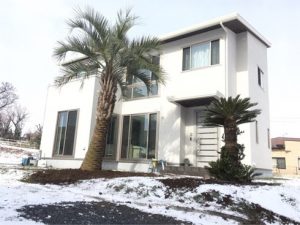 群馬県吉岡町ココスヤシ植栽