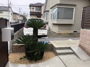 越谷市内　ソテツ植栽