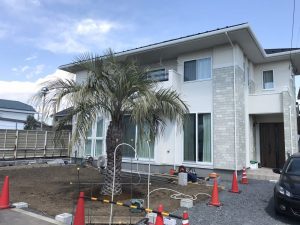 宇都宮市内　ココスヤシ植栽