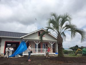 宇都宮市内　ココスヤシ植栽