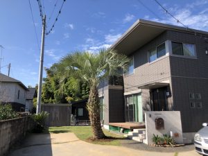 館林市内　ココスヤシ・ソテツ植栽