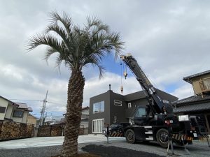 鹿沼市内　ココスヤシ植栽