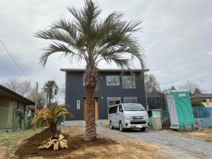 東松山市内　ココスヤシ・ソテツ植栽