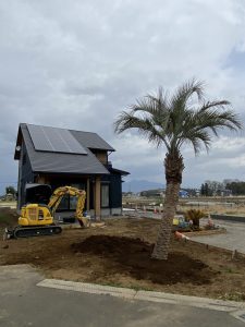 つくば市内　ココスヤシ・ソテツ植栽