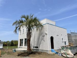 前橋市内　ココスヤシ・ロストラータ植栽