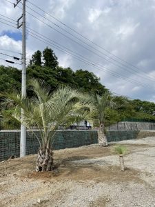 寄居町内　ココスヤシ・ロストラータ植栽