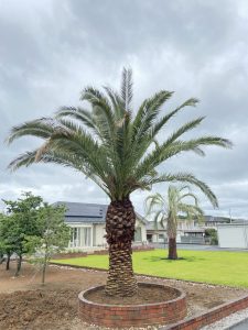 美里町内　カナリーヤシ植栽