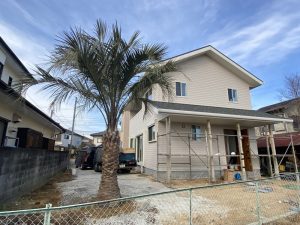 東松山市内　ココスヤシ植栽