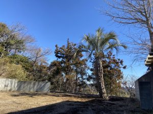 葉山町内　ココスヤシ植栽