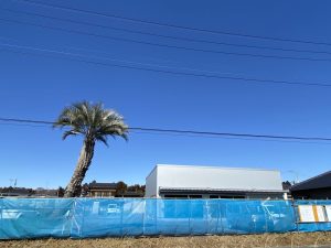 石岡市内　ココスヤシ植栽