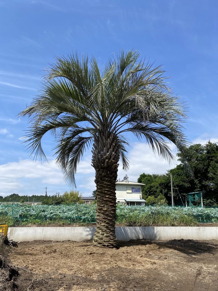 渋川市内　ココスヤシ植栽