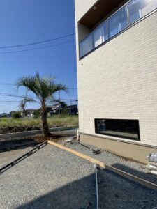 川越市内　ココスヤシ植栽