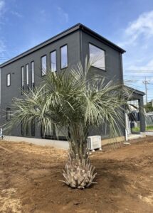 蓮田市内　ココスヤシ植栽