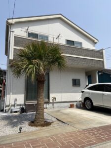 さいたま市内　サバルヤシ植栽