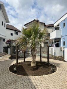 小平市内　サバルヤシ植栽
