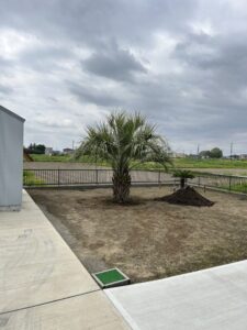春日部市内　ココスヤシ植栽