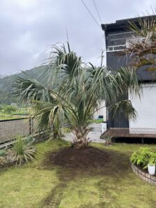小川町内　サバルヤシ植栽