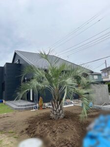 吉川市内　ココスヤシ植栽