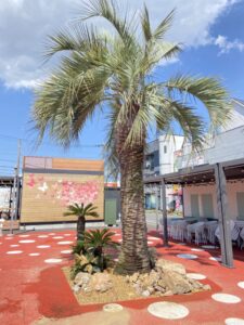 さいたま市内　ココスヤシ　ソテツ植栽