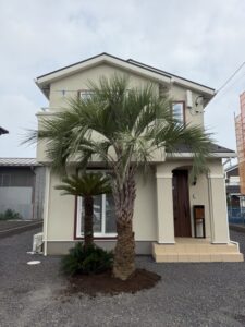 本庄市内　ココスヤシ　ソテツ植栽