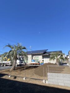 真岡市内　ココスヤシ植栽