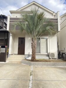 大和市内　ココスヤシ植栽